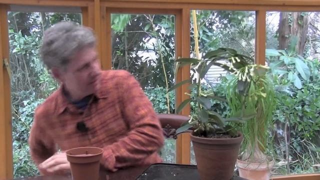 HOW TO GROW AND CARE FOR HOUSE PLANTS - STEPHANOTIS FLORIBUNDA смотреть онлайн