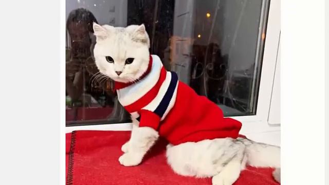 Теплая одежда для собак, кошек, для чихуахуа, бульдогов смотреть онлайн