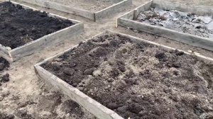 Высокие грядки для томатов открытого грунта. Рассада монгольский карлик