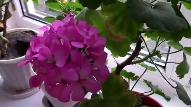 Цветы на подоконнике и клумбе//Цветочный Влог//