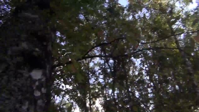 Березовый сувель и Кап березы и Сувель березы сибирь тайга Лекарственные растения полей и лесов смотреть онлайн