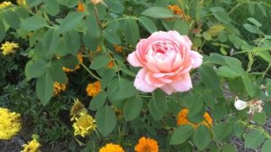 MY ROMANTIC ROSES COLLECTIONS, First Flush 2022 || PNW Zone 8A || Part 2