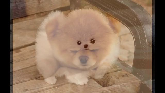 смешные собачки смотреть онлайн