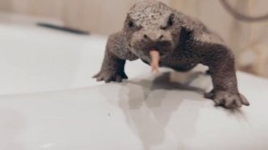 варан комодский из пластилина