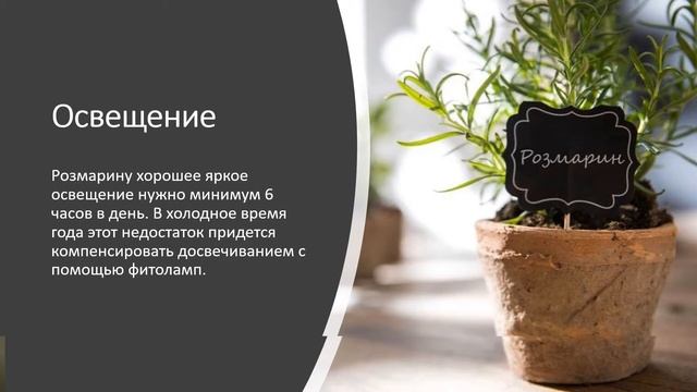 Как вырастить розмарин дома