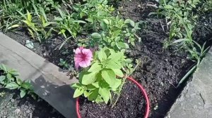 Актинидия мини-Киви, урожай.? Работы на участке.