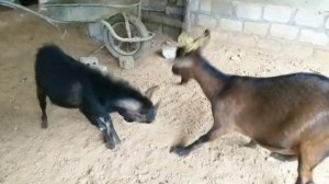 Mating goats baby | Eps #75