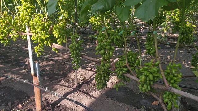 Полив винограда. смотреть онлайн