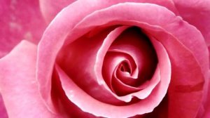 Очарование прекрасных роз