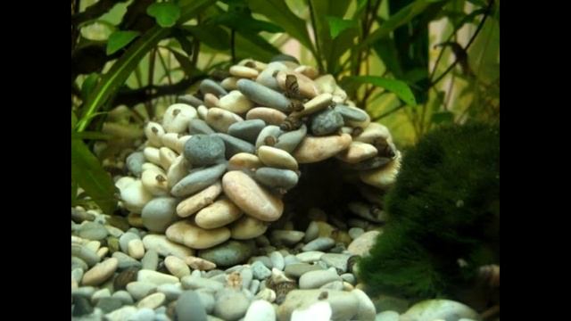 Как пользоваться холодной сваркой Поксипол ► Карландия смотреть онлайн