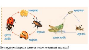4 сынып жаратылыстану 10 сабақ Бунақденелілер қалай дамиды?