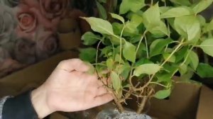 Распаковка посылки с Гортензиями,  с Питомника Анабель ?