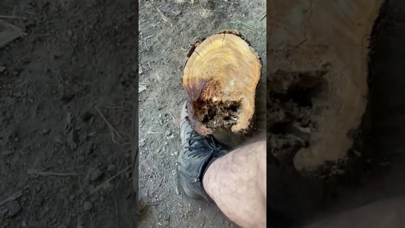 Овчарка Шарик вытянул жука