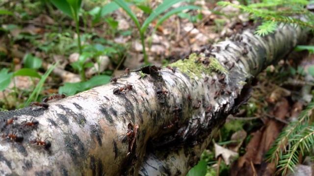 В гостях у Сказки смотреть онлайн