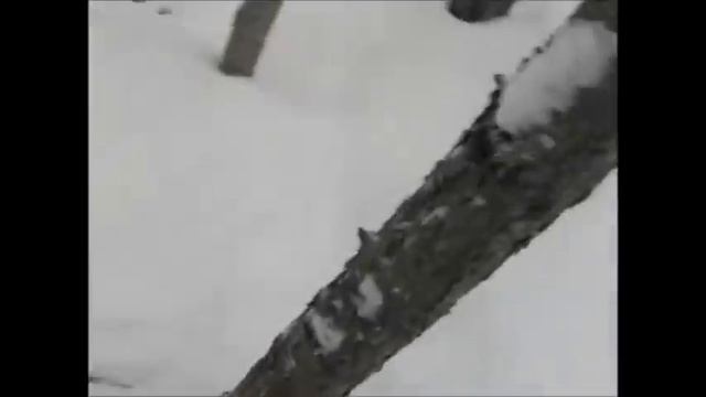 Регулирование численности волка, Архангельская область. Видео от волчатника Александра. смотреть онлайн