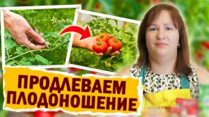 5 способов продлить плодоношение томатов #сад #огород #томаты