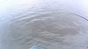 Решил проверить корягу . Ловля судака на спиннинг. Рыбалка весной на Волге.