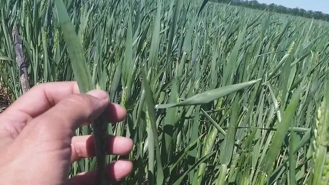 Вносили КАС сеялкой 2серия смотреть онлайн