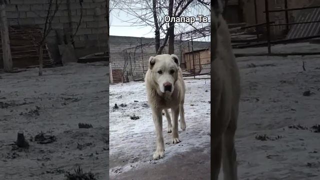 Николь Алабай Самарканда #alabai #doglover #дрессировка #dogsvideo #puppy #music #trendingdogvideo