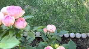 Rose Lovely Rokoko