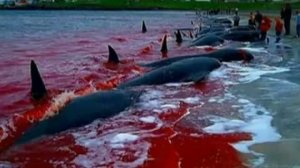 each year in Denmark in 1000 killing of dolphins