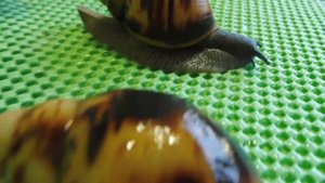 АРХАХАТИНА МАРГИНАТА МАРГИНАТА #УЛИТКИКУПИТЬПРОДАЮ( ПИТОМНИК "МАРИ МИСТИК" )