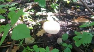 Грибы огромные, таких вы не видели! Грибалка удалось. Грибы 2020 в Самарской обл.