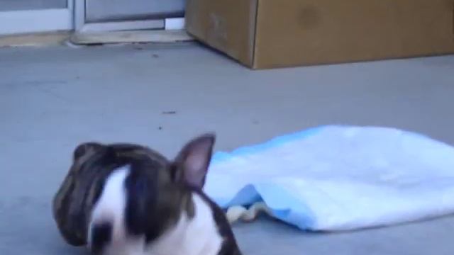 Mini Bull Terrier "Molly" Oops!! смотреть онлайн