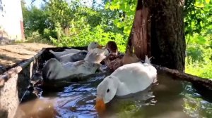 Приготовление Варенья и Пиццы Азербайджанская Кухня Деревенская Кухня Рецепты