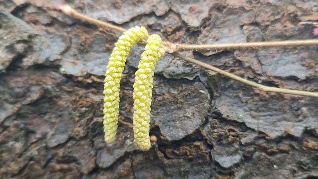 Прогулки с Лесовиком-Затейником. Лещина цветёт смотреть онлайн