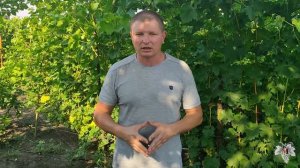 Как ускорить вызревание виноградной лозы