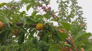 Слива диплоидная сорт ранний Формоза(plum Formoza). Дегустация