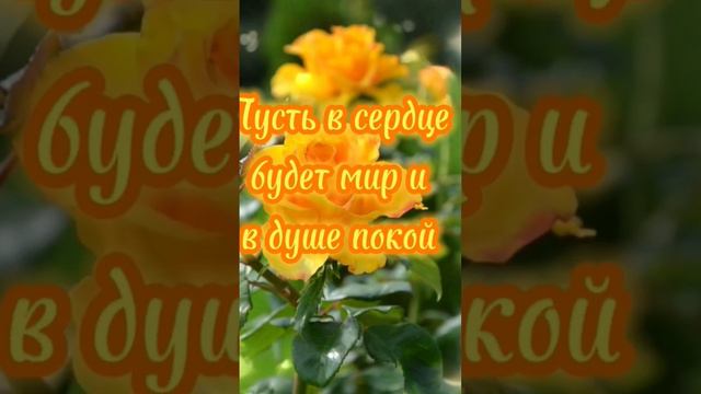 #жизнь #добро #пожелания #любовь#цветы смотреть онлайн