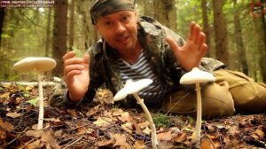 Гриб-зонтик сосцевидный - лесной деликатес! www.grib.tv