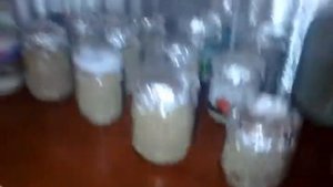 Мицелий вешинки домашних условиях