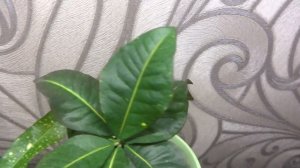 Цветы в моем доме. Комнатные растения. Пальмы и похожие. 1ч