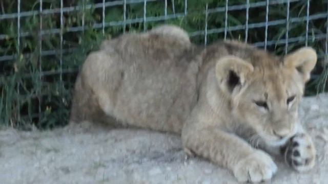 Мультик про львят - Персенят! Ну какие же Няшки - Милашки! Cartoon about Persenyat! Nice - Cuties! смотреть онлайн