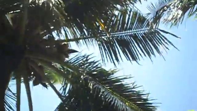 Как растут кокосы на Мальдивских пальмах смотреть онлайн