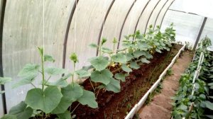 Обработка огурцов от клеща.Чем обрабатываю.