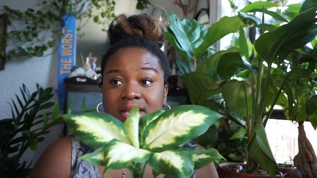 Plant HAUL | Neon PINK Syngonium | Dumbcane Camille смотреть онлайн