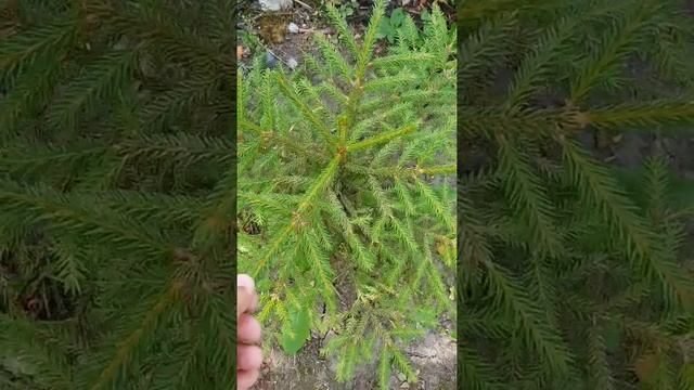 VLOG: Высокорослые ЧЕРРИ / Огурцы ГРОЗДЯМИ / ГОРТЕНЗИЯ Меняет Цвет
