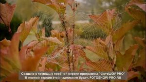 Стихи русских поэтов об осени.