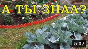 Что посадить в ИЮЛЕ? Второй заход огородников??????
