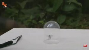 Койот Петерсон укус осы воина