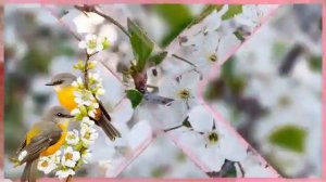 Ой ты вишни белый цвет!  Алла Васильева  и группа Успех.