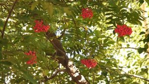 ФУТАЖИ ОСЕНИ ГРОЗДЬЯ РЯБИНЫ КРАСНОЙ mountain ash red  HD
