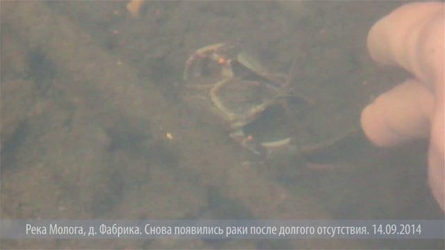 Снова раки в реке Молога.