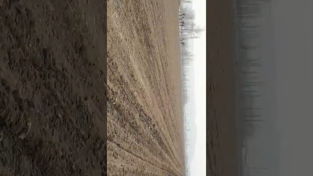 Сажаем лук репчатый сорт ледокол