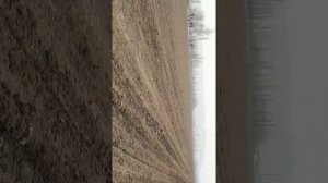 Сажаем лук репчатый сорт ледокол