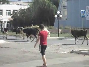 Пробка на дороге - коровы в центре Маркса